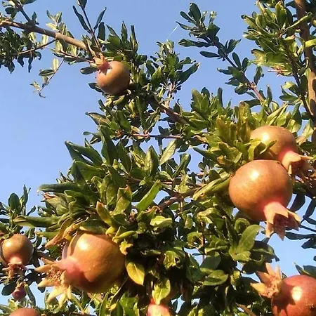 הוילה Fanárion Pomegranate Seaside Corner מראה חיצוני תמונה